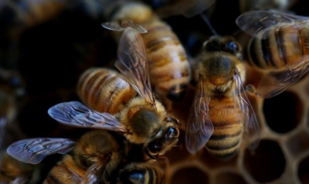 PARIS: Farm pesticides killing more bees – study