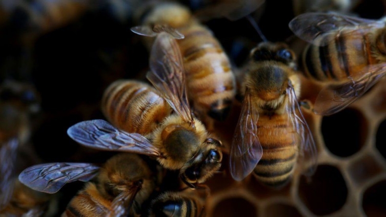 PARIS: Farm pesticides killing more bees – study