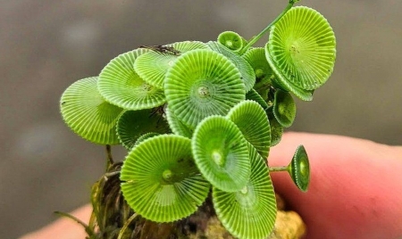 NEW DELHI: Indian scientists discover ‘mermaid’ plant species