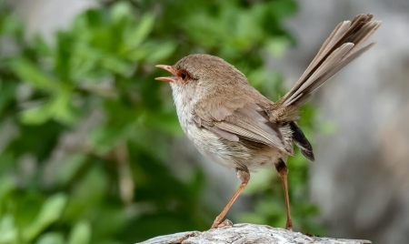 ADELAIDE: Some birds learn to recognize calls while still in their eggs