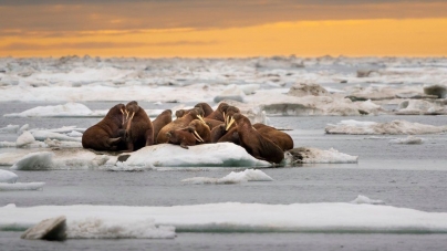 TORONTO: Walrus counting from space: How many tusked beasts do you see?