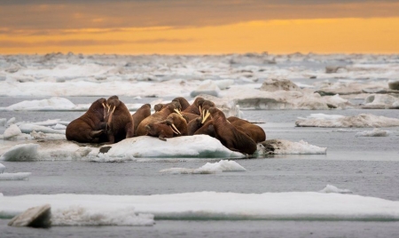 TORONTO: Walrus counting from space: How many tusked beasts do you see?