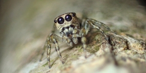 BERN: Scientists Say 50,000 Spider Species Have Now Been Discovered