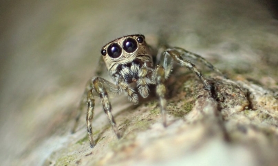 BERN: Scientists Say 50,000 Spider Species Have Now Been Discovered