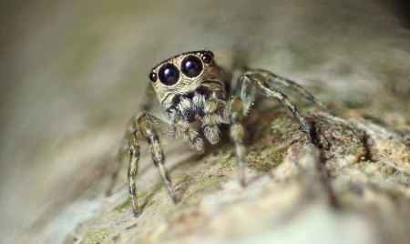 BERN: Scientists Say 50,000 Spider Species Have Now Been Discovered