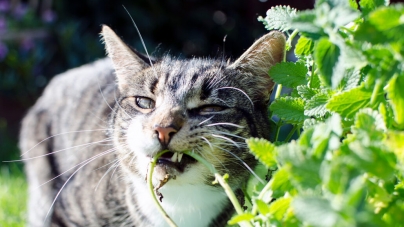 BERLIN: Cats chewing on catnip boosts the plant’s insect-repelling powers