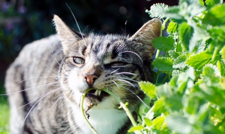BERLIN: Cats chewing on catnip boosts the plant’s insect-repelling powers