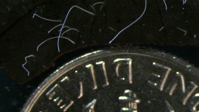 CALIFORNIA: This giant bacterium is the largest one found yet