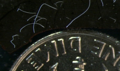 CALIFORNIA: This giant bacterium is the largest one found yet
