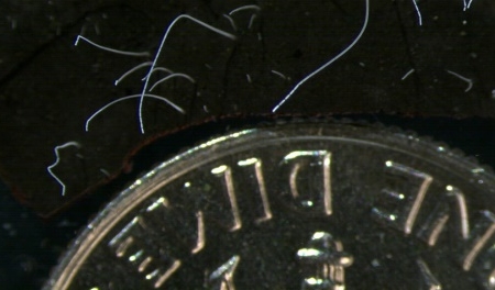 CALIFORNIA: This giant bacterium is the largest one found yet