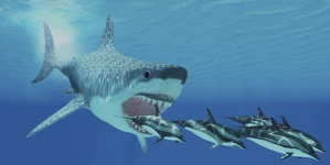 PARIS: Great white sharks may have helped drive megalodons to extinction