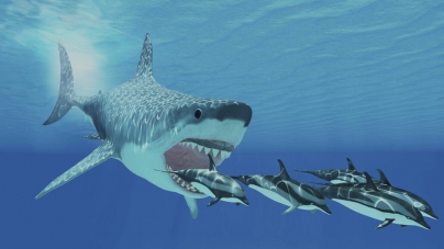 PARIS: Great white sharks may have helped drive megalodons to extinction