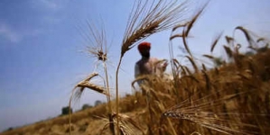 DHAKA: India stops exports, Bangladesh tries to secure wheat from Russia- Report