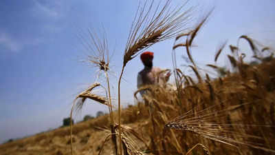 DHAKA: India stops exports, Bangladesh tries to secure wheat from Russia- Report
