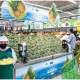 DUBAI : Assam’s Pineapples Make Way To Dubai Market