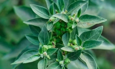 NEW DELHI: Sleep Gummies v/s Ashwagandha – Which Is Better; Know Benefits, Potential Risks