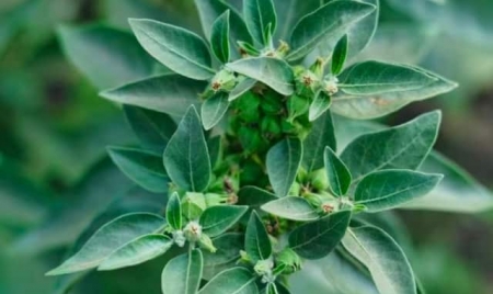 NEW DELHI: Sleep Gummies v/s Ashwagandha – Which Is Better; Know Benefits, Potential Risks