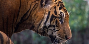 PHNOM PENH: Cambodia Looks To Import Indian Tigers To Revive Its Big Cat Population