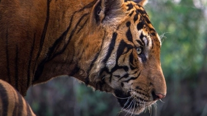 PHNOM PENH: Cambodia Looks To Import Indian Tigers To Revive Its Big Cat Population