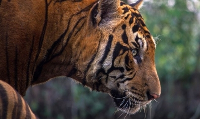 PHNOM PENH: Cambodia Looks To Import Indian Tigers To Revive Its Big Cat Population