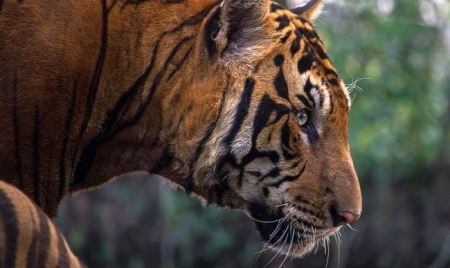 PHNOM PENH: Cambodia Looks To Import Indian Tigers To Revive Its Big Cat Population